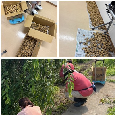 じゃがいもの収穫 お知らせ イメージ