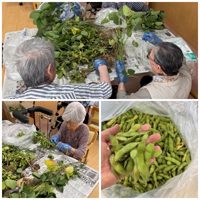 枝豆 収穫しました! お知らせ イメージ