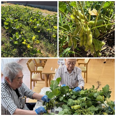 枝豆 収穫しました! お知らせ イメージ