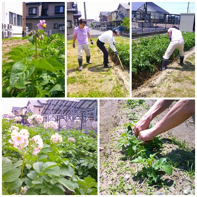 じゃがいも収穫🥔 お知らせ イメージ