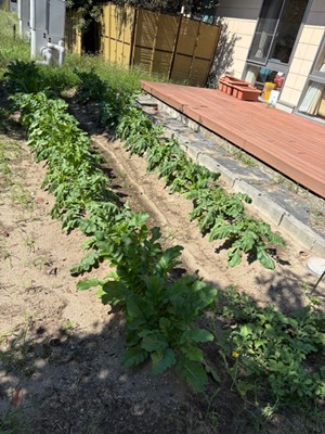 大根が育ってきました お知らせ イメージ