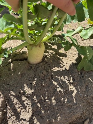 大根が育ってきました お知らせ イメージ