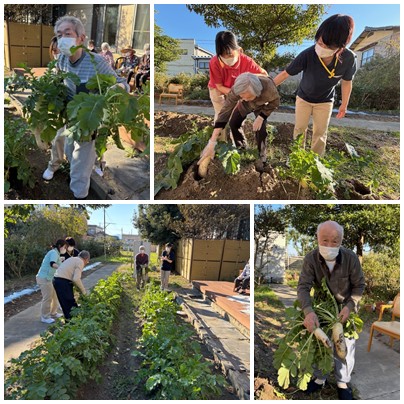 大根収穫祭2025 お知らせ イメージ