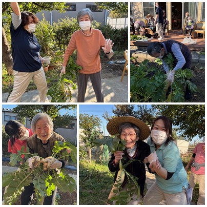 大根収穫祭2025 お知らせ イメージ