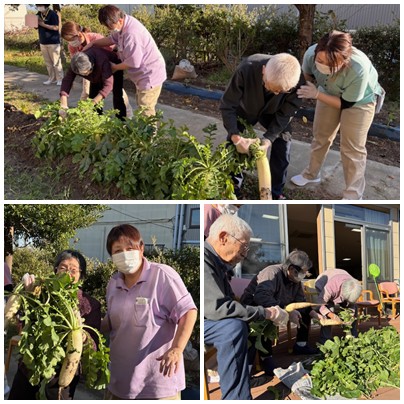 大根収穫祭2025 お知らせ イメージ