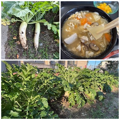 収穫した大根を堪能 お知らせ イメージ