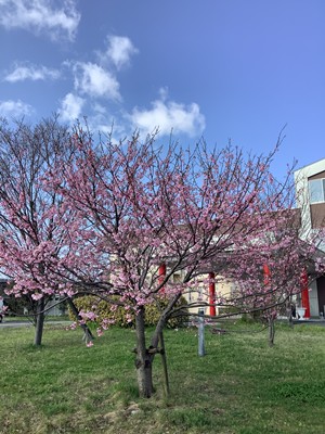 今年も桜がきれいです! お知らせ イメージ