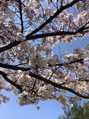 今年も桜がきれいです! お知らせ イメージ