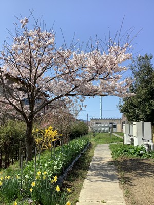 今年も桜がきれいです! お知らせ イメージ