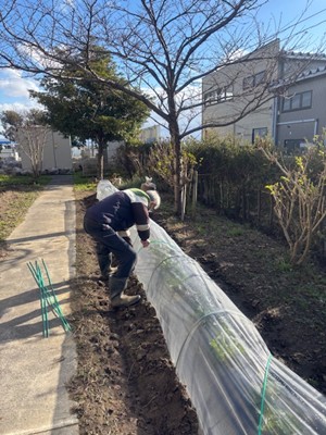 そら豆の準備が始まりました。 お知らせ イメージ