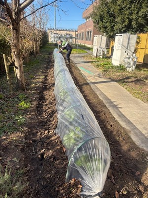 そら豆の準備が始まりました。 お知らせ イメージ