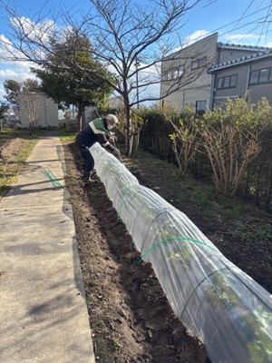 そら豆の準備が始まりました。 お知らせ イメージ