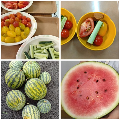 畑の野菜収穫🍉 お知らせ イメージ